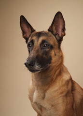 Close-up portrait of a Belgian Malinois against a neutral backdrop. Breed perfect for projects involving service dogs or animal behavior