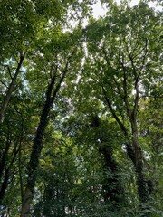 Beautiful trees with green leaves growing in park, low angle view
