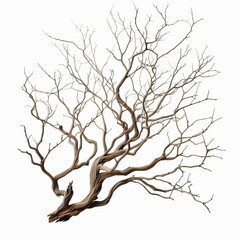 Fototapeta premium Dry tree branches isolated on white background 