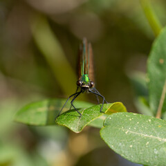 Detail of a green dragonfly with large black eyes facing forward