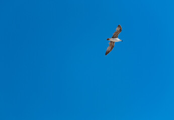 Gaviota volando sobre el mar de Cádiz, cielo azul de fondo.