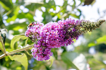 close-up pink flowers on a branch