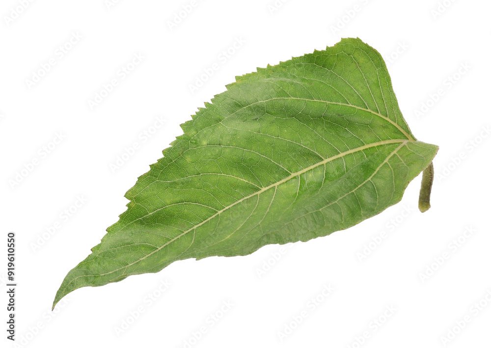 Canvas Prints one green sunflower leaf isolated on white