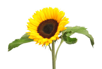 Obraz premium One beautiful sunflower with bright petals isolated on white