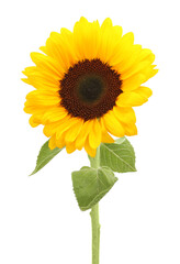 One beautiful sunflower with bright petals isolated on white