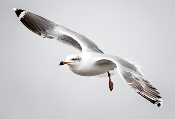 Obraz premium seagull flying in the sky