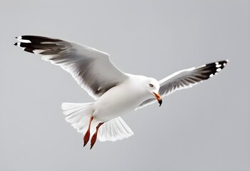 Fototapeta premium seagull flying in the sky