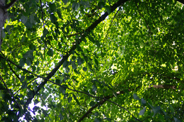 Fototapeta premium green leaves background