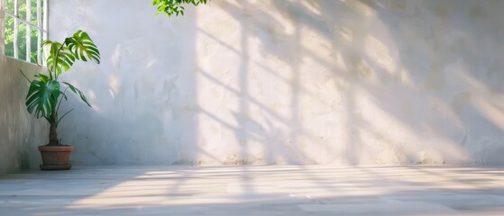  A potted plant sits in a corner of the room, near a wall, casting a shadow