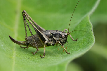 Lateral closeup on a single black Euriopean dark bush-cricket, Pholidoptera griseoaptera, on a green leaf