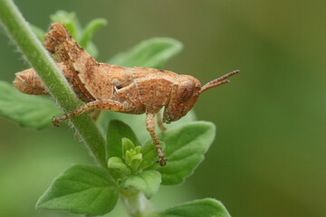 Closeup on a European common maquis grasshopper, Pezotettix giornae sitting in the vegetation