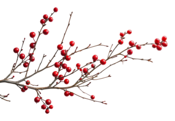 PNG  Christmas branch cherry plant fruit.
