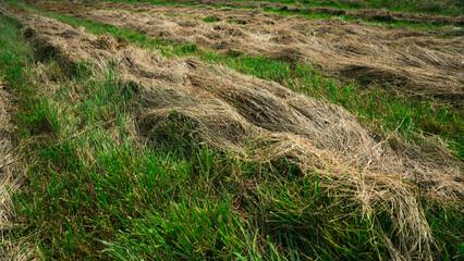 Mown and dried grass in a field in the village