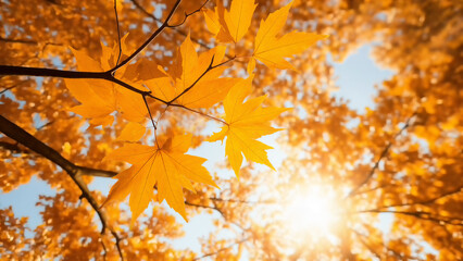 Leuchtend gelbe Herbstblätter an einem Ast gegen das Licht eines sonnigen Himmels im goldenen Herbst, natürlicher Herbsthintergrund mit Bokeh Effekt