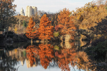 Colorful autumn foliage by the lake in the Central Park, New York, USA