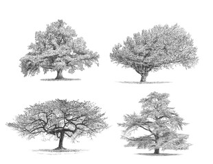 Fototapeta premium Cedar - Oak - Beech Tree