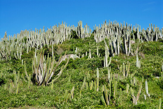 White Head cactus, Pilosocerus ulei, near of the Forno Beach coast; Arraial do Cabo; Rio de Janeiro State; Brazil, 2019
