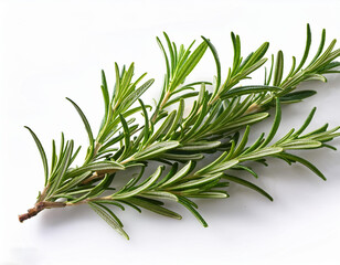 solitary rosemary branch