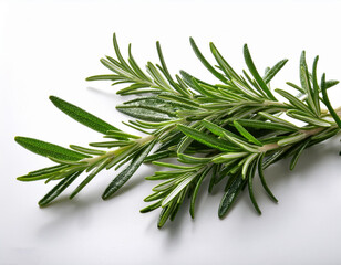solitary rosemary branch