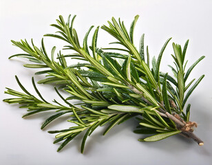 solitary rosemary branch
