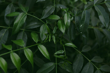 Obraz premium Wallpaper, background, green leaves real nature