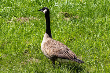 Goose foraging in grass by a pond in Ancaster, Hamilton, Canada.