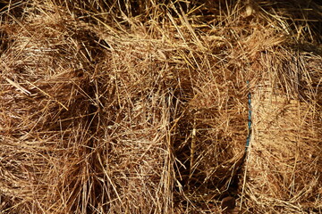 Close-up of a tied hay bale. Perfect for agricultural themes or design backgrounds.