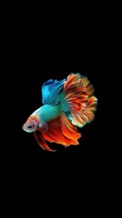 Fototapeta premium A vibrant Siamese fighting fish with flowing fins in a black background.
