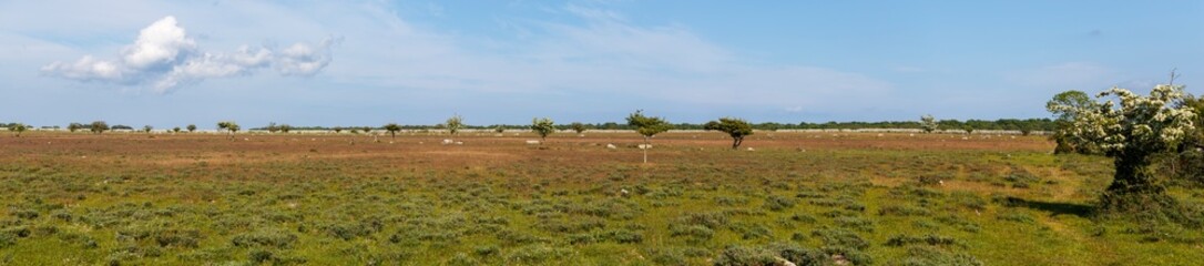 panorama of the field