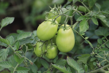 Unripe plum tomatoes in the organic garden.