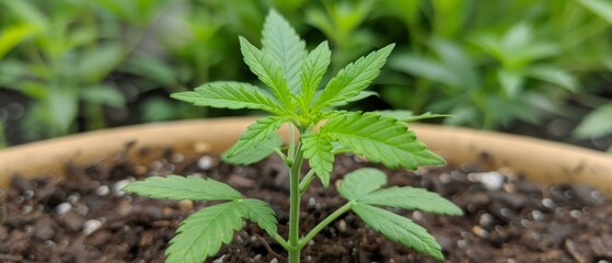 dirt in foreground, greenery in background