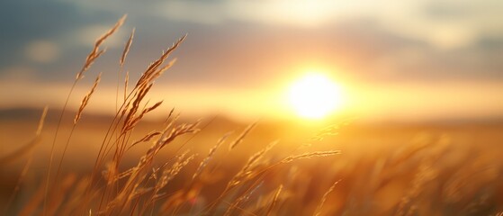 Naklejka premium The sun sets over a field of tall grass, framed by a blue sky
