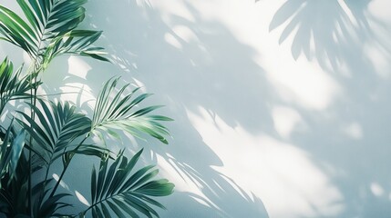 Obraz premium Shadow and light from tropical leaves cast on a white wall. Sunlight dapples the texture, creating a natural, shaded effect for a background wallpaper. 