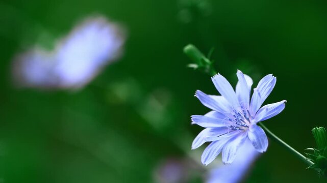 Blue Chicory Flower. Chicory flower close up. Cichorium endivia is a species of flowering plant belonging to the genus Cichorium. The concept of healthy diet drink. Coffee substitute.