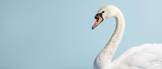 Fototapeta premium A close-up of a white swan with a long neck against a light blue background