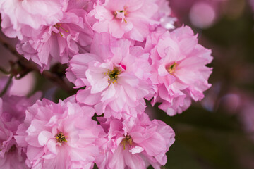 Pink spring sakura flower.  Beautiful nature scene with a flowering tree. Spring flowers. Beautiful garden.