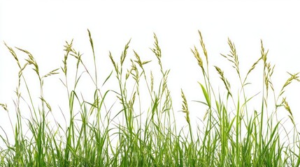 Obraz premium A row of green grass blades and seed heads isolated against a white background, suggesting a theme of nature, growth, or spring.