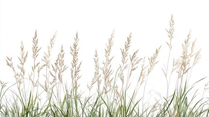 A line of slender grass stalks with feathery fronds set against a white background, minimalistic nature detail potentially suitable for a serene wallpaper.