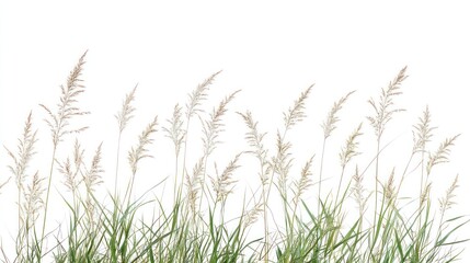 Several wispy grass stems with seed heads gently swaying, set against a clean white background, conveying a sense of simple elegance and natural tranquility.