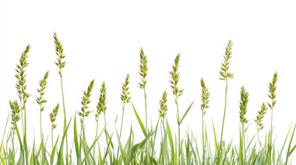 A row of healthy wheat shoots against a white background, indicating growth, agriculture, and natural produce.