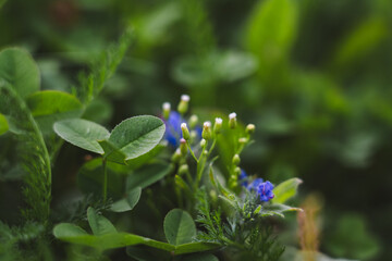 A plant with blue flowers in outdoor flower beds