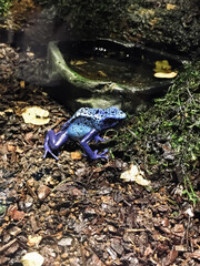 A frog is sitting on the ground in front of a small pond