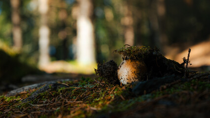 Mushroom under moss
