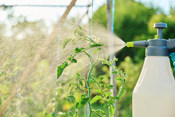 Hands with sprayer, spraying tomato plant bushes on wooden raised bed box