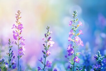 Obraz premium Spring Background Purple Tall. Close-Up Detail of Small Wildflowers in Soft Daylight