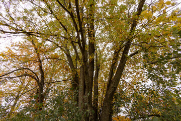 Maple trees turning yellow in th autumn.