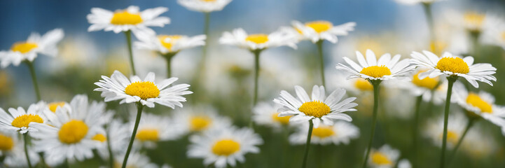 Fototapeta premium small chamomile daises