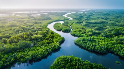 Fototapeta premium Aerial view of the river winding through mangrove swamps near the mouth of the river 