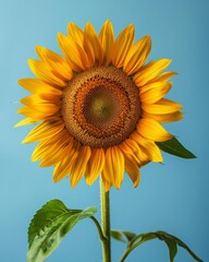 Obraz premium Blooming sunflower, isolated on light blue background, highdefinition botanical photography, bright yellow petals, intricate details, closeup view, studio setup