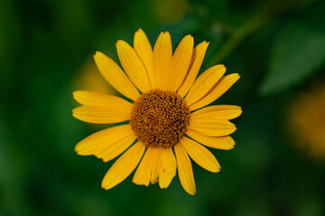 Single-growing yellow false sunflowers. Yellow flower